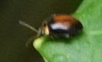 Scirtes orbiculatus