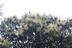 Castanopsis chinensis