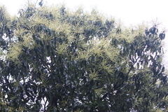 Castanopsis chinensis