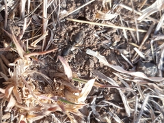 Bothroponera sulcata