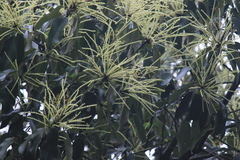 Castanopsis chinensis