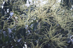 Castanopsis chinensis