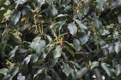 Castanopsis chinensis