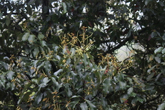 Castanopsis chinensis