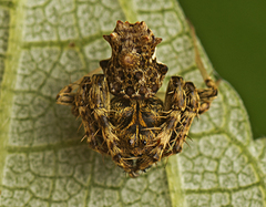 Arkys dilatatus