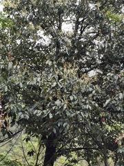 Castanopsis chinensis