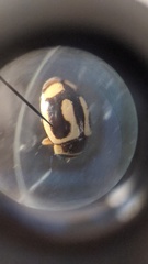 Hyperaspis vinciguerrae