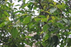 Alniphyllum fortunei