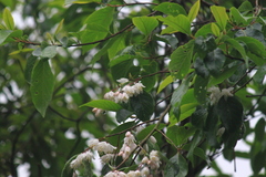 Alniphyllum fortunei
