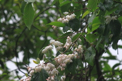 Alniphyllum fortunei