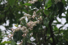 Alniphyllum fortunei