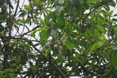 Alniphyllum fortunei