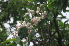 Alniphyllum fortunei
