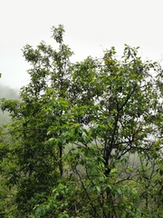 Alniphyllum fortunei