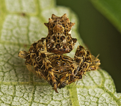 Arkys dilatatus