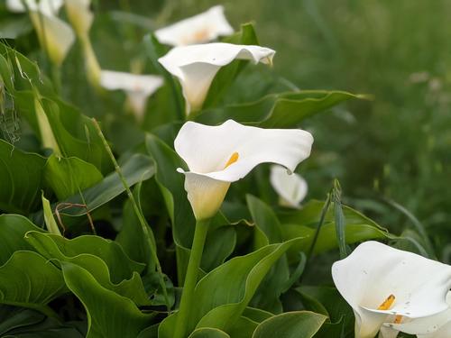 Zantedeschia aethiopica