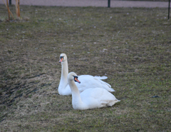 Cygnus olor
