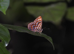 Laxita thuisto