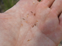 Rhynchospora heterochaeta