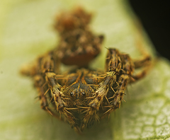 Arkys dilatatus