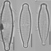 Gomphonema angustatum - Photo (c) Kelsey Solomon, μερικά δικαιώματα διατηρούνται (CC BY-NC), uploaded by Kelsey Solomon