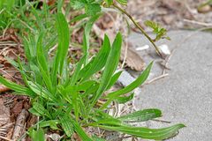 Plantago lanceolata