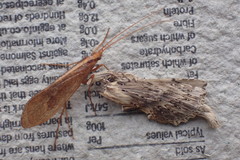 Dicosmoecinae