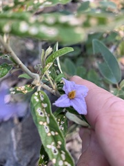 Solanum parvifolium
