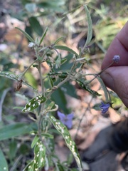 Solanum parvifolium