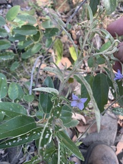 Solanum parvifolium