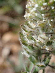 Lepidium hirtum
