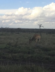 Alcelaphus buselaphus