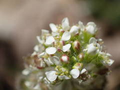 Lepidium hirtum