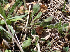 Lepidium hirtum