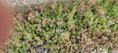 Sedum album