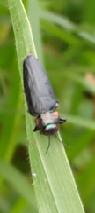 Belionota prasina