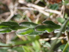 Lepidium hirtum
