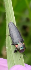 Belionota prasina