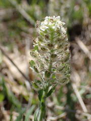Lepidium hirtum