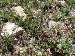 Lepidium hirtum