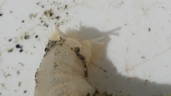 Taeniogyrus dunedinensis