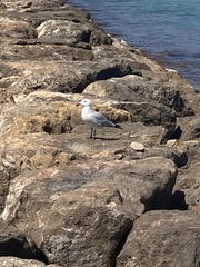 Ichthyaetus audouinii