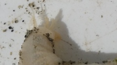 Taeniogyrus dunedinensis