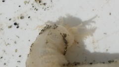 Taeniogyrus dunedinensis