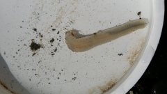 Taeniogyrus dunedinensis