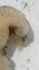 Taeniogyrus dunedinensis