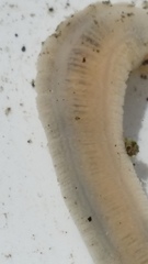 Taeniogyrus dunedinensis