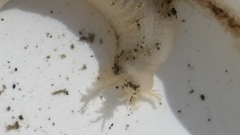 Taeniogyrus dunedinensis