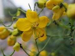 Senna corymbosa