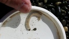 Taeniogyrus dunedinensis